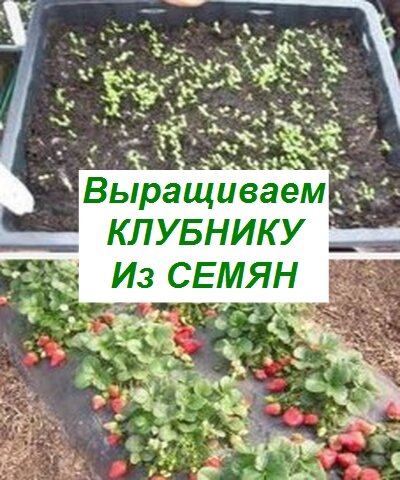  клубника из семян выращивание