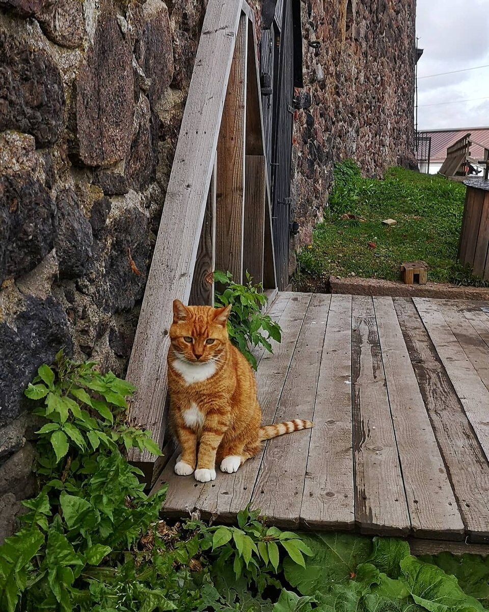 В Выборге, очень много котиков