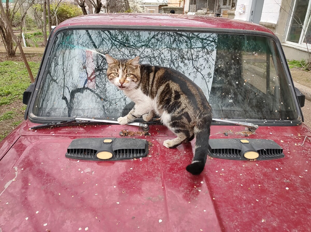 Кошки тоже мёрзнут: постоянно залазят погреться на автомобили, в которых недавно заглушили двигатели