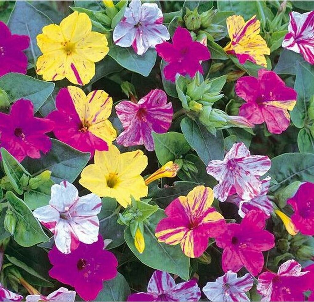 Чудесный Mirabilis jalapa