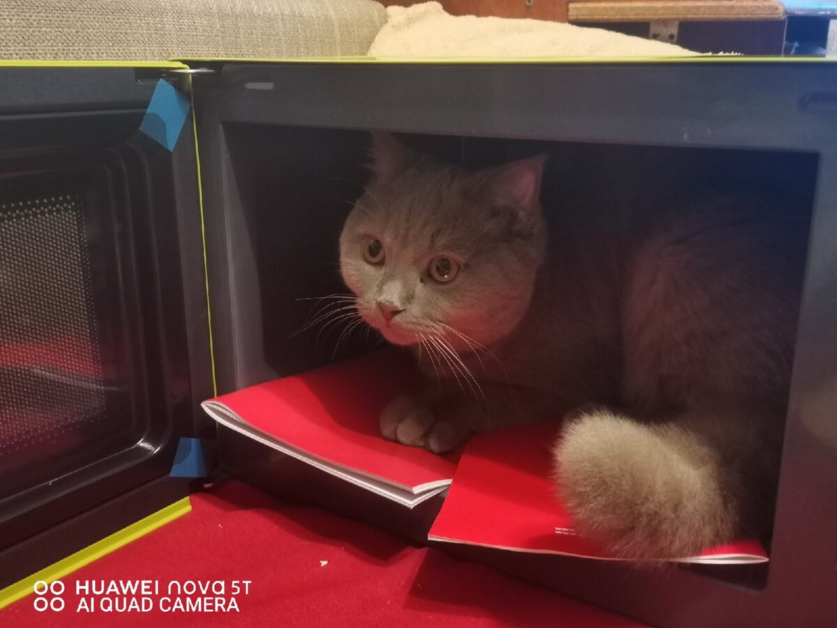 Микроволновка тоже сойдет за домик