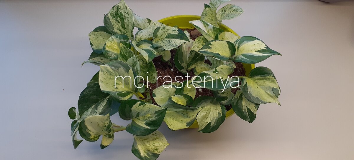 Moi rasteniya