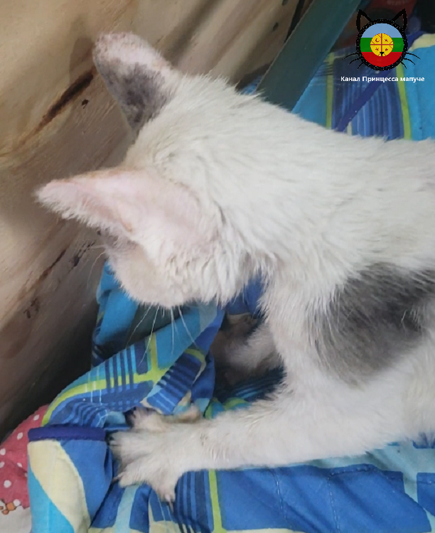 Чуга делает "наминацию"