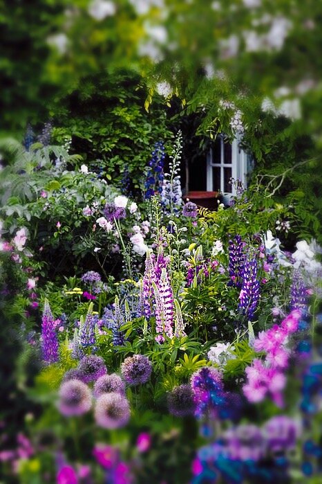 1. Люпины и аллиумы. Фото с Яндекс картинки.