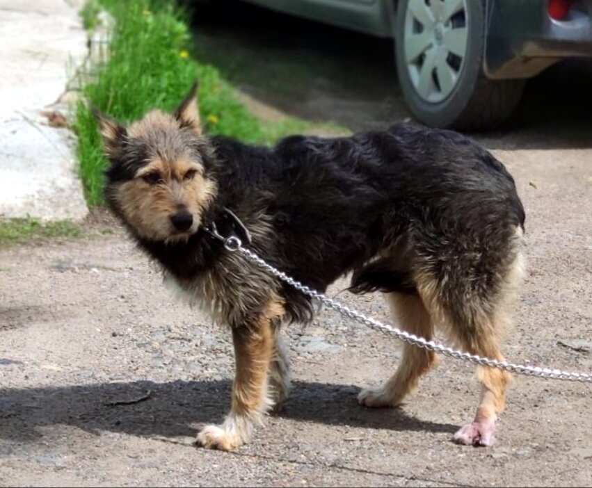 В клинике, на прогулке. Привыкаем к поводку, привыкаем к человеку.