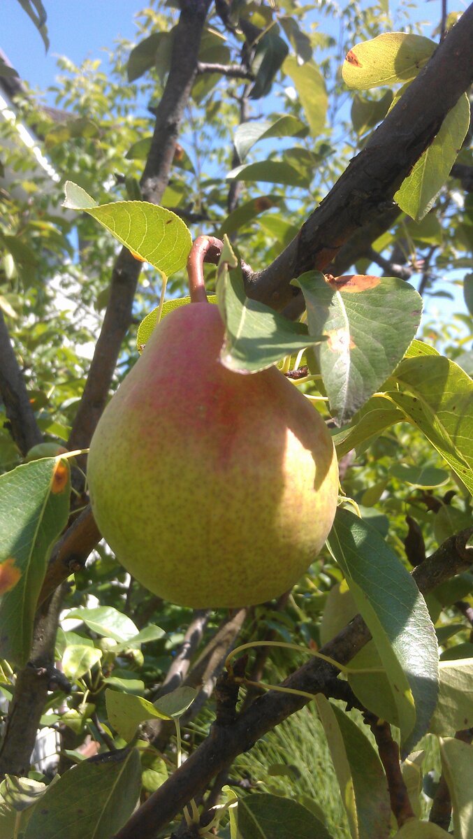 Зреет груша "Гера"