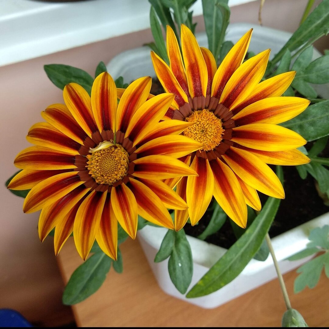 Не все садоводы знают, что гацания отлично растет в квартире, на лоджий. Теплолюбивое растение хорошо развивается при комнатной температуре. Для гацании подайдут южные и юго-западные окна. Бутоны в пасмурную погоду не раскрываются.