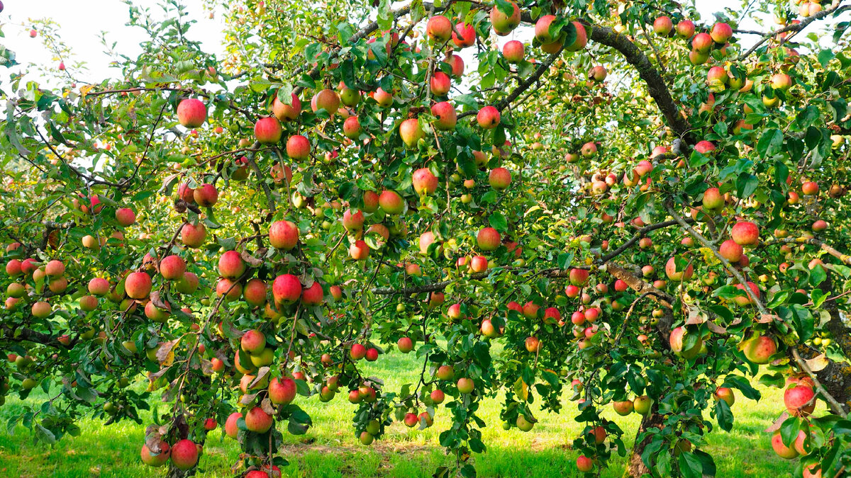 Посадка плодовых деревьев