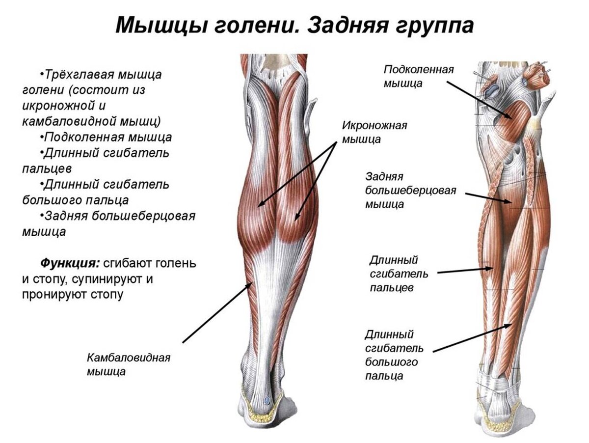 Мышцы голени анатомия латеральная группа