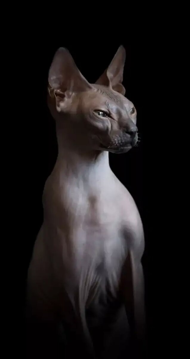 Изображение из Яндекс картинок