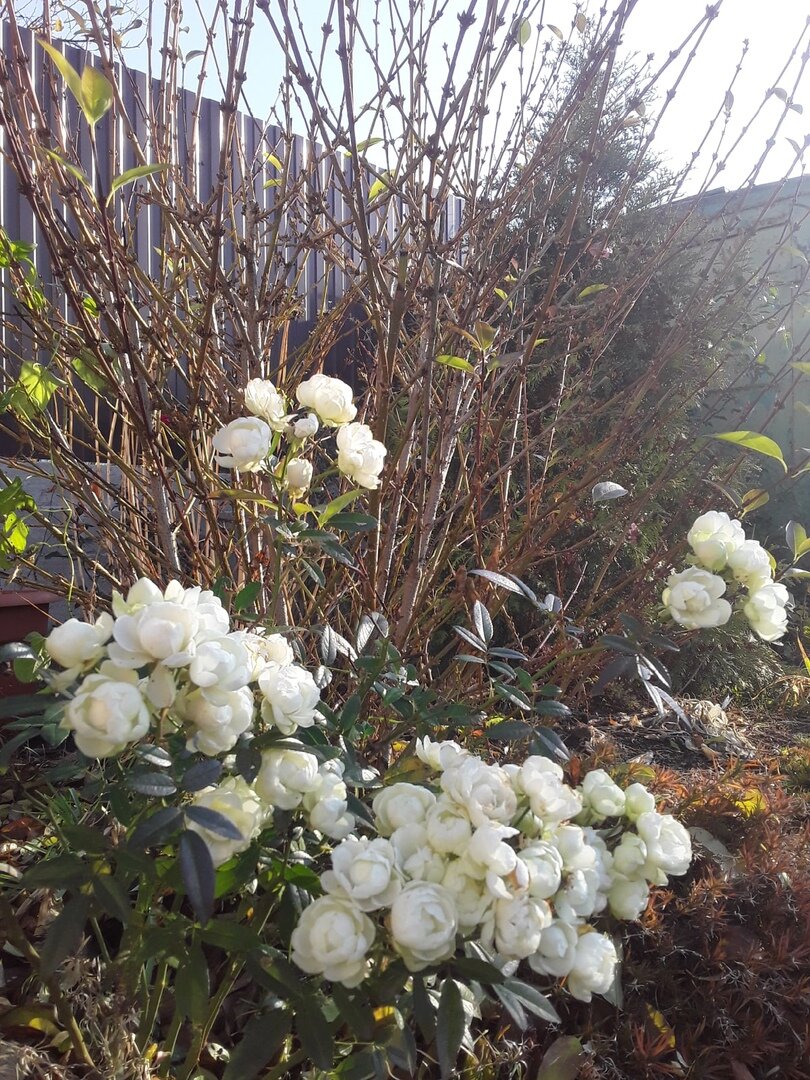 Полиантовая роза, сорт White Morsdag