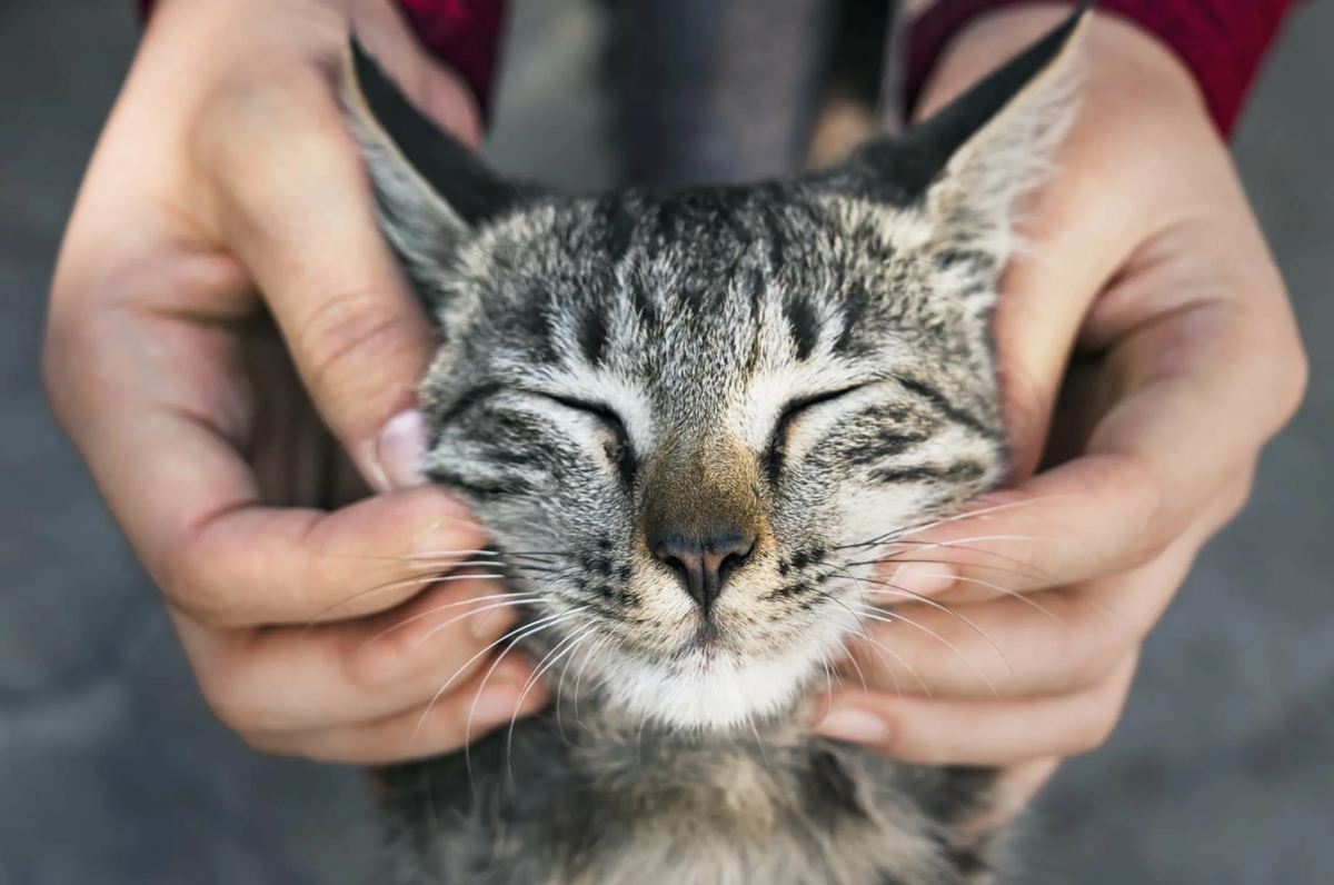 Гладить кошку. Кошка гадит. Поглаживание кошки. Кошку глядят. Время гладить кошек