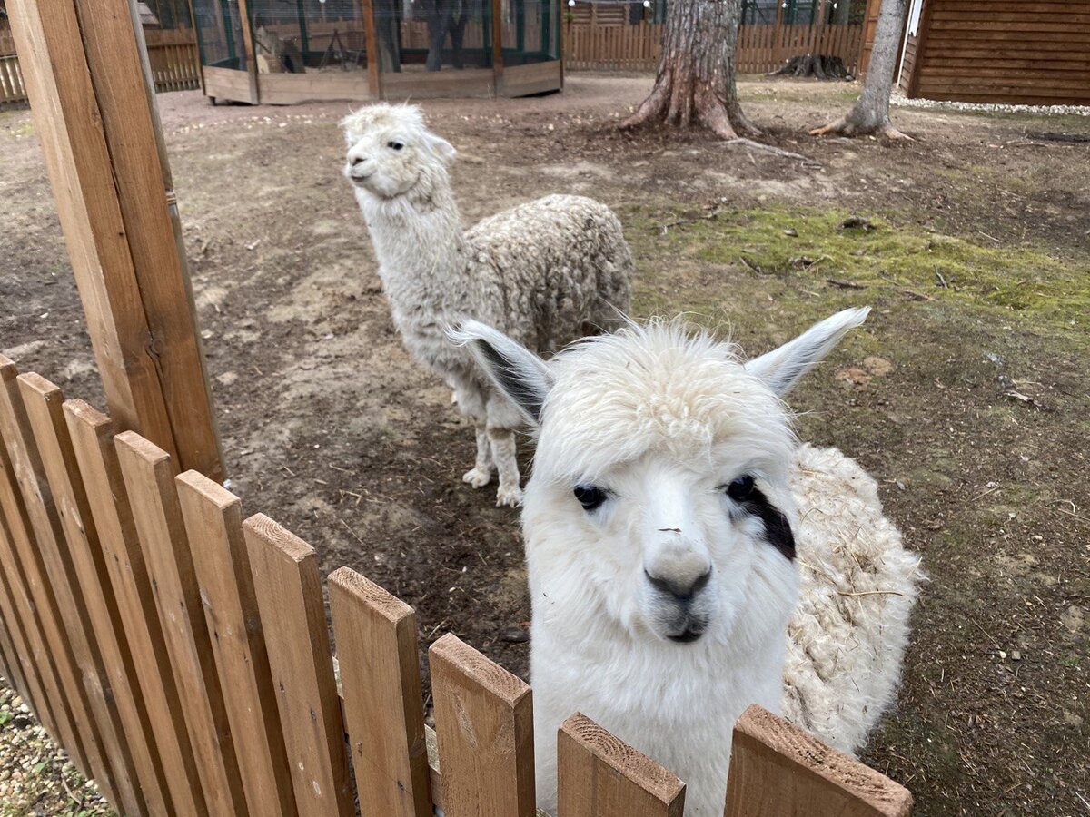 Альпак можно покормить