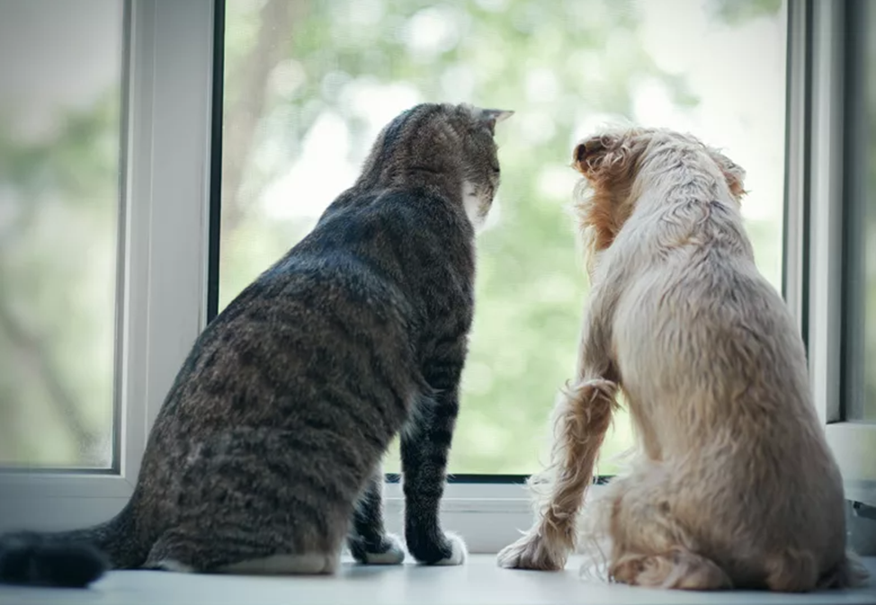 Фото взято с яндекс-картинок