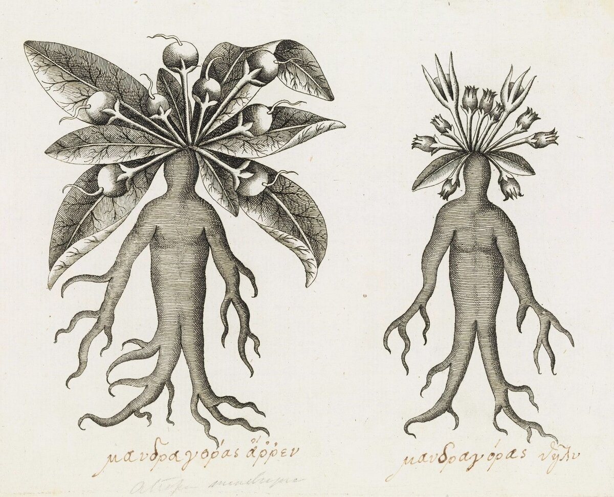 Растения 18 века