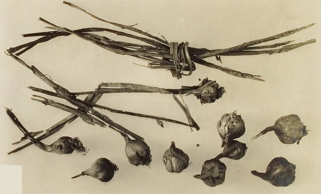 Чеснок, найденный в  гробнице Тутанхамона