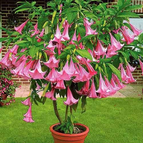 Бругмансия