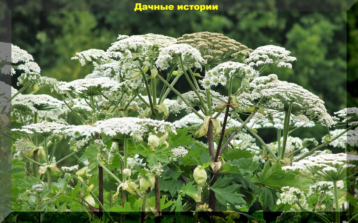 https://vk.com/photo-159774511_457250490