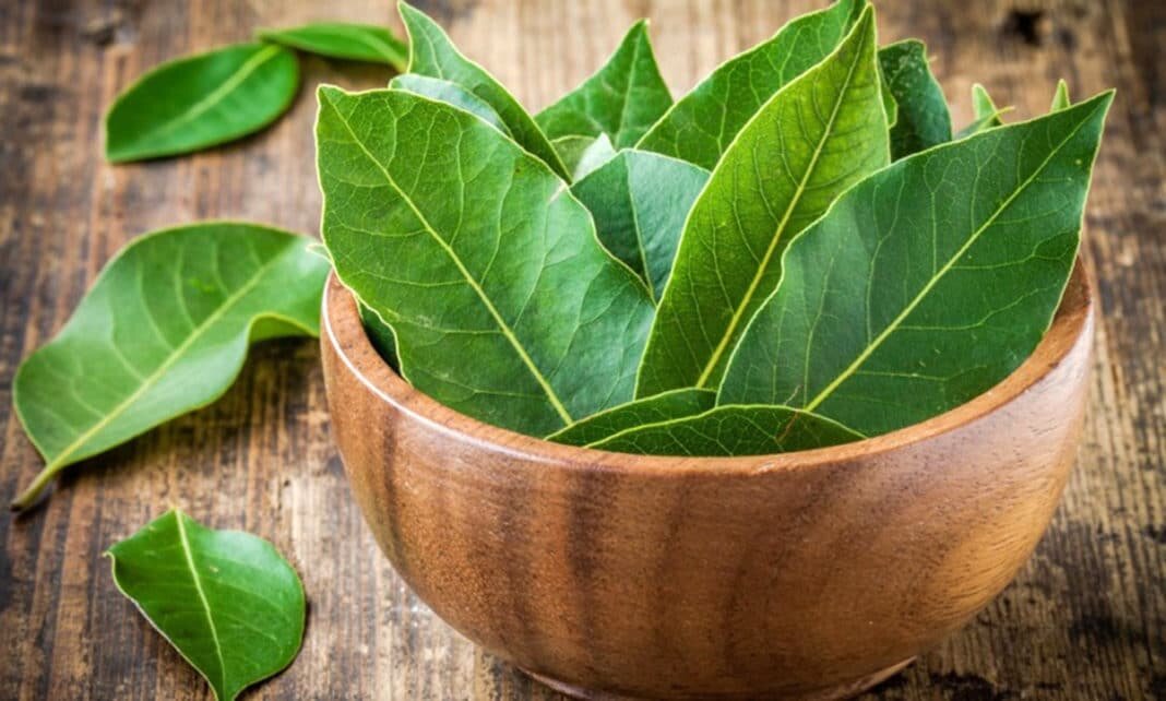 Листочки благородного лавра привозят из Крыма и с Кавказа.Растёт он по побережью Средиземного моря,в Северной Африке,Англии и других странах.                                                         Лавровый лист  придаёт пище неповторимый аромат.На кастрюлю борща,щей,рассольника,ухи,солянки вполне достаточно 4 листика.                                                                              В овощные же и грибные супы его лучше не класть ,чтобы не перебивать аромата грибов и овощей.                                                                                                                                                   В рыбных,мясных блюдах ,кушаньях с томатом, маринадах и соленьях лавровый лист просто незаменим.Кладут его в конце варки,иначе пища может приобрести горький привкус.