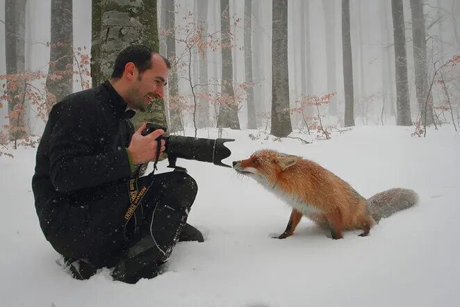 Фотограф Дэн Дину фоткает любопытную лису, фото facebook.com/dandinuphotolife