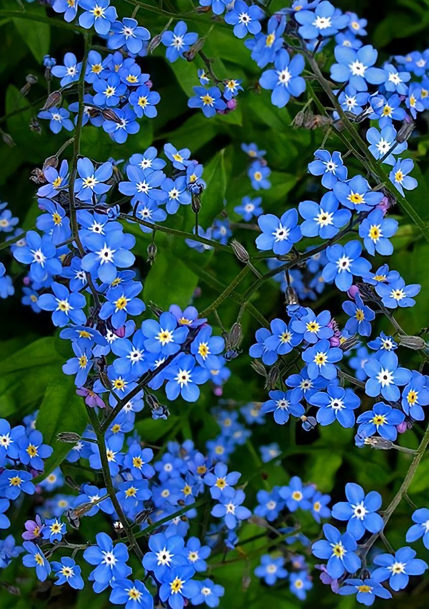 Незабудка Myosotis Myomark