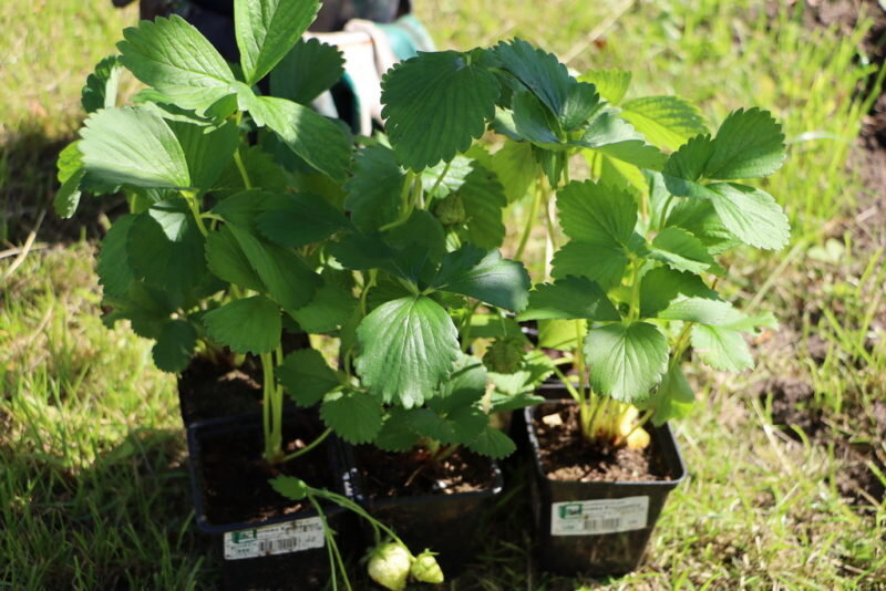 Выбор сорта