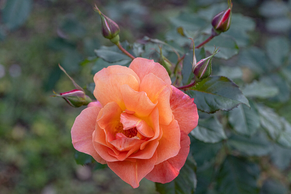 2. Оранжевая роза вместе с нераспустившимися бутонами.