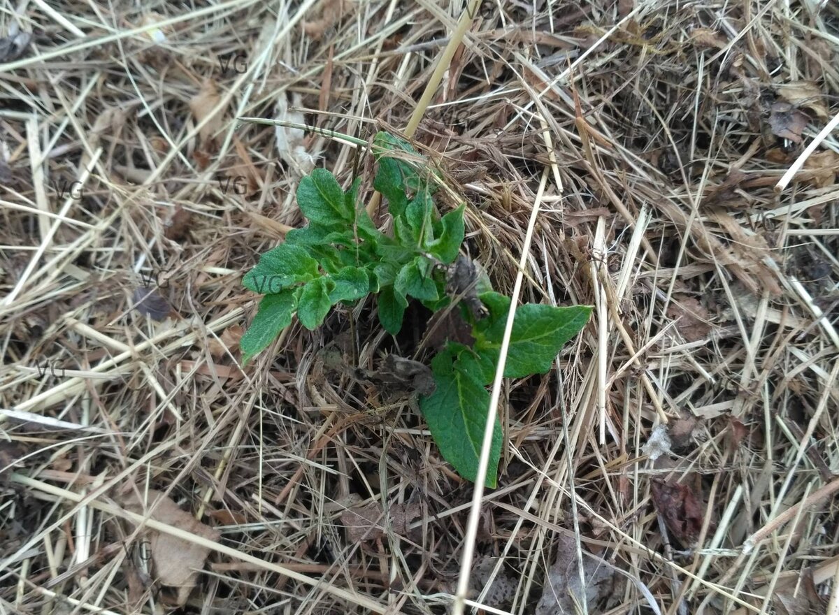 Картофель из сена появляется позже, чем из земли. "Фишка" целины в том, что там не нарушены канальцы, по которым влага поднимается из глубины почвы. Если не копать несколько лет, а только мульчировать, структура почвы потихоньку будет восстанавливаться. Все фото из архива автора