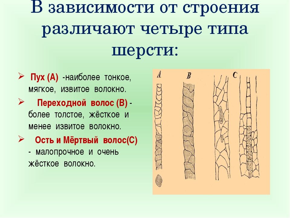 типы шерстяных волокон. типы шерстяных волокон. строение шерстных волокон овец. строение шерстных волокон пух. гистологическое строение шерстяных волокон.
