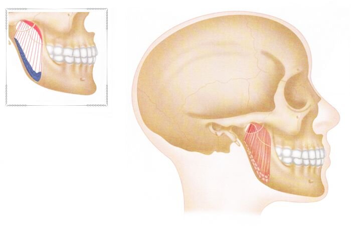 Расположение медиальной крыловидной мышцы