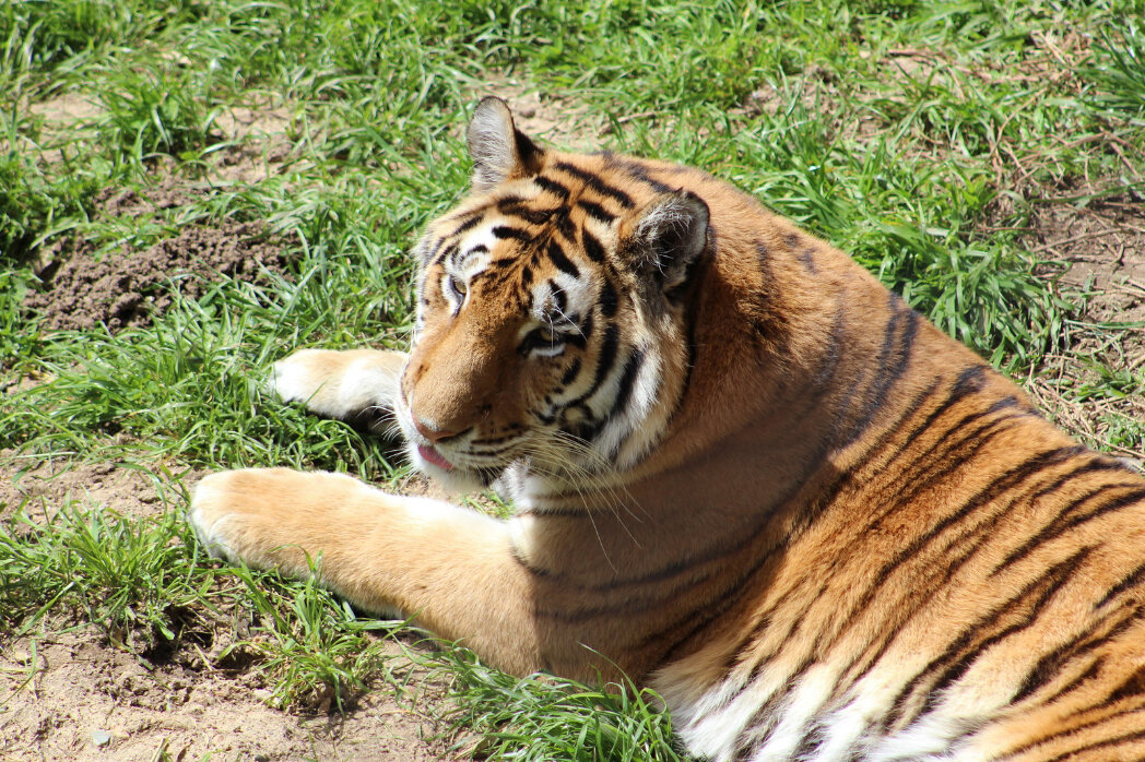 Over tiger. Tiger r-zone. Тигр в полный рост. Лион и тигр. Фото тигра.