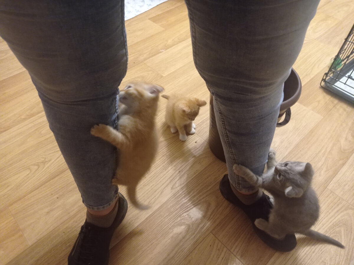 Дайте нам еды....требуют