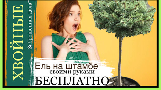 На участке сохнет голубая ель – что делать?