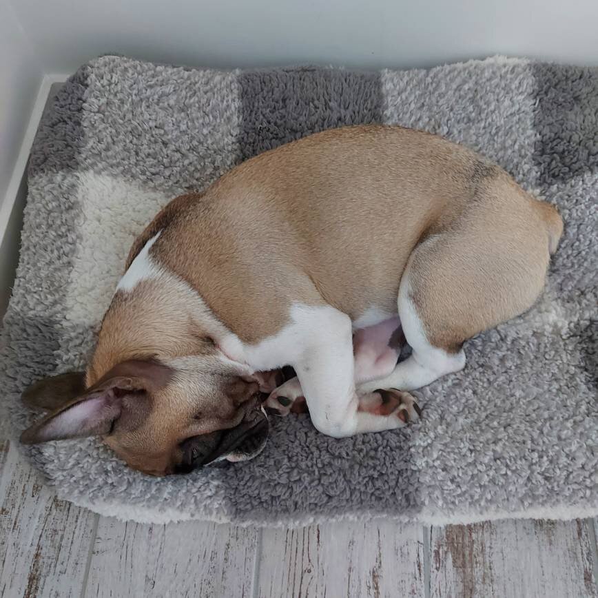 Собака, которая сожрала гольф. Устала, спит🐶