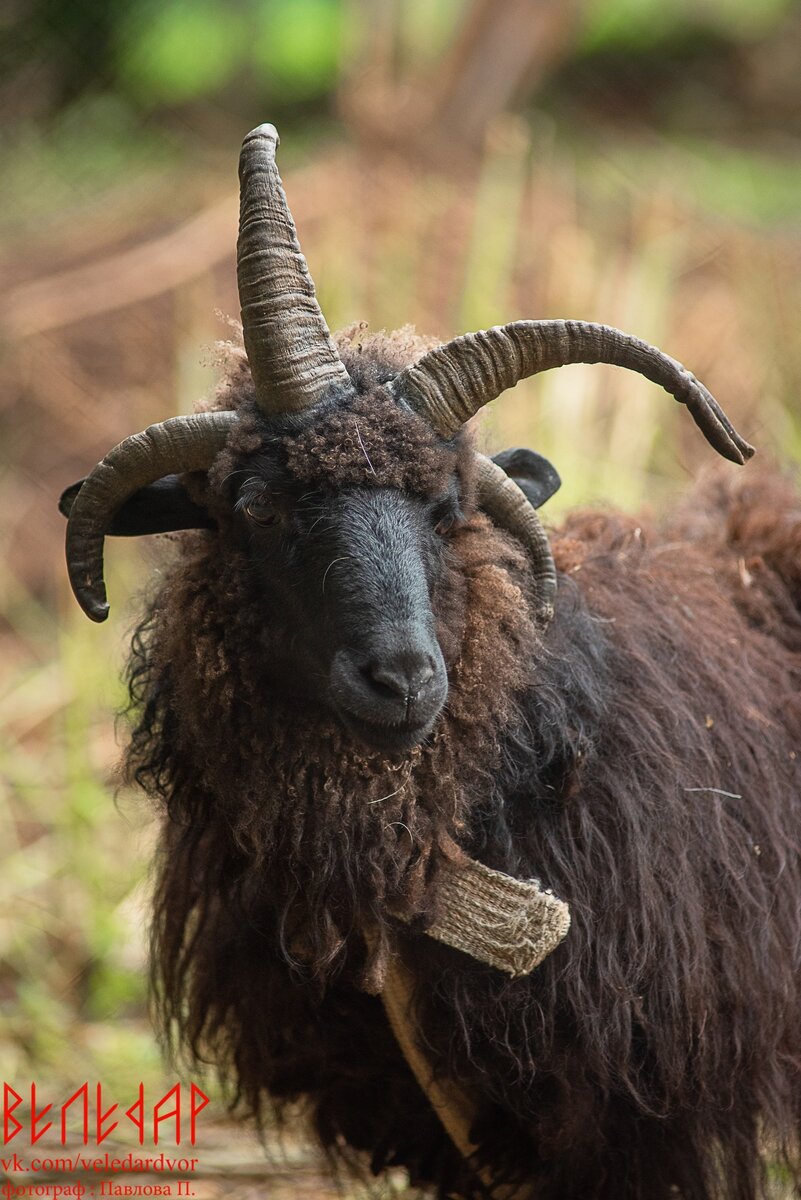 Джаз из Веледар