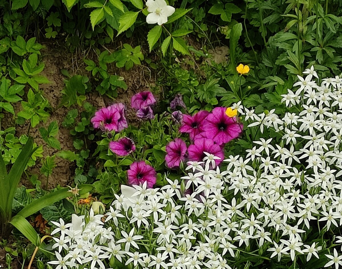 Петуния trilogy purple vine. После первого дождя ещё имеет некоторый вид. Но не надолго. 