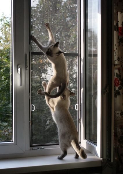 Источник: obustroeno.club