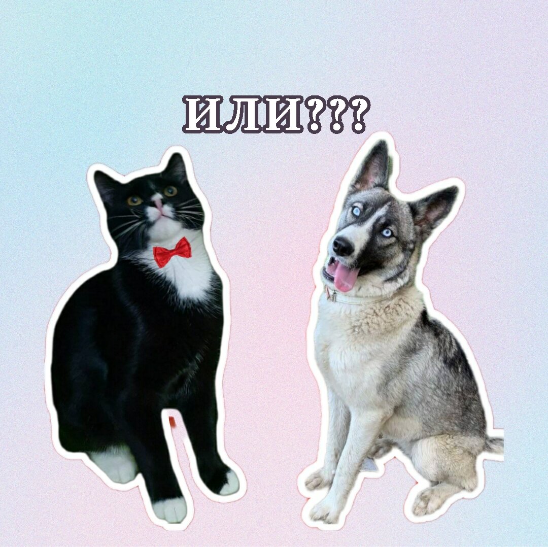 Кошка или собака?