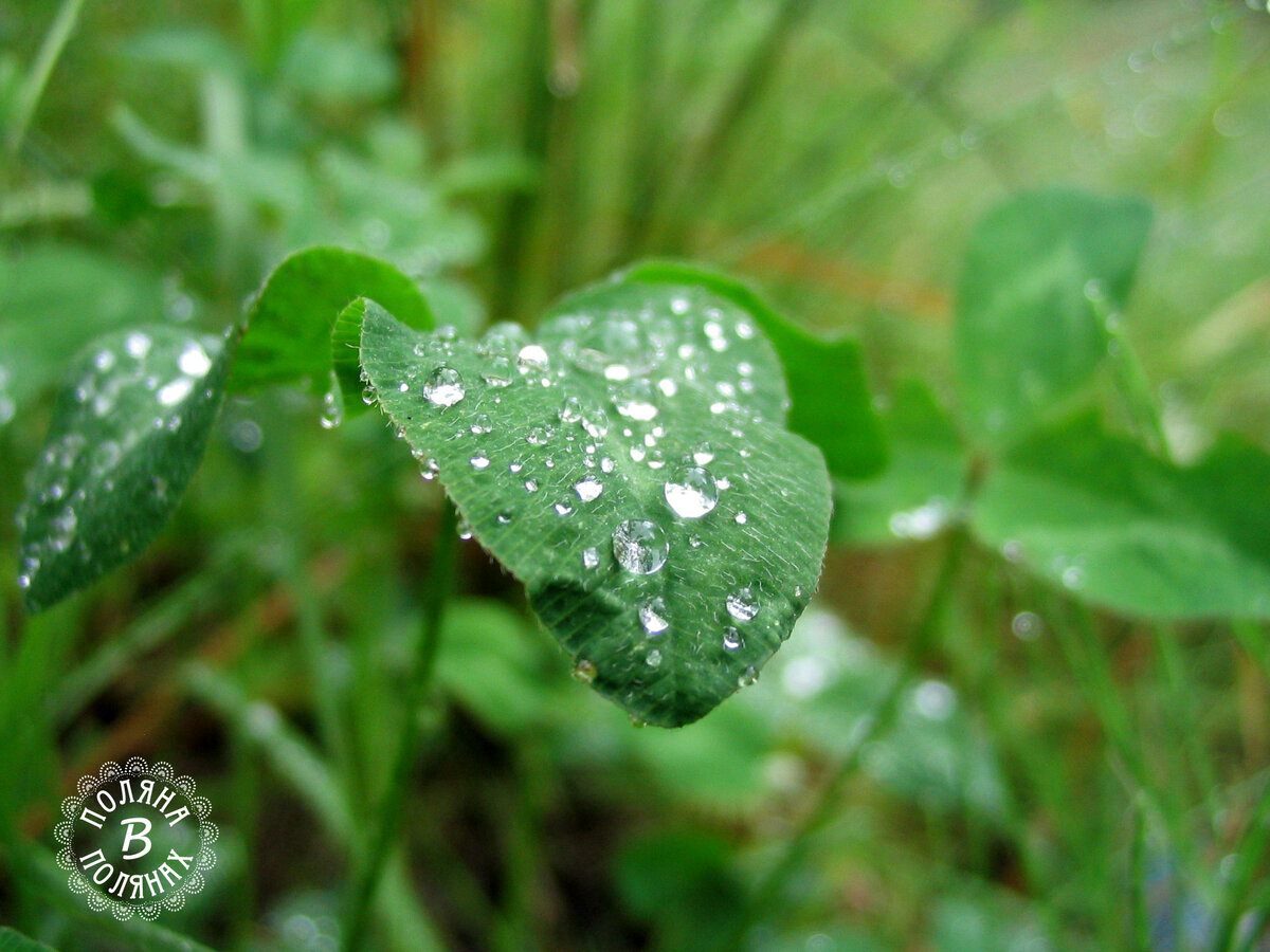 На моей поляне