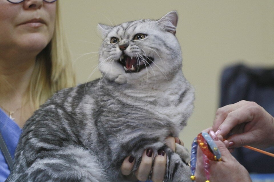     Британская кошка прекрасно себя чувствовала с одной хозяйкой, но когда в доме появились муж и дети, не вынесла конкуренции. Олег УКЛАДОВ