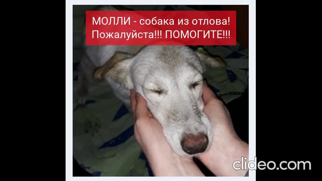 пошла молли песиком. группа пошлаяя молли постер. участники группы молли. девочка с глазами как у собаки. грустная молли.