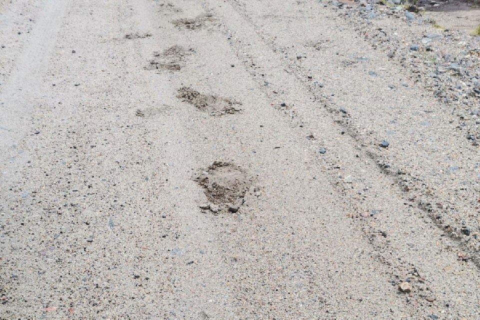     Медведи продолжают бродить в районе людских угодий. Фото: Дмитрий Медведев