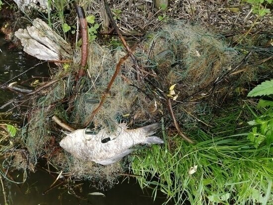     ФОТО: КОСТЯН ГРИГОРЬЕВСКИЙ, ГРУППА НОВОМОСКОВСКИЙ РЫБАК