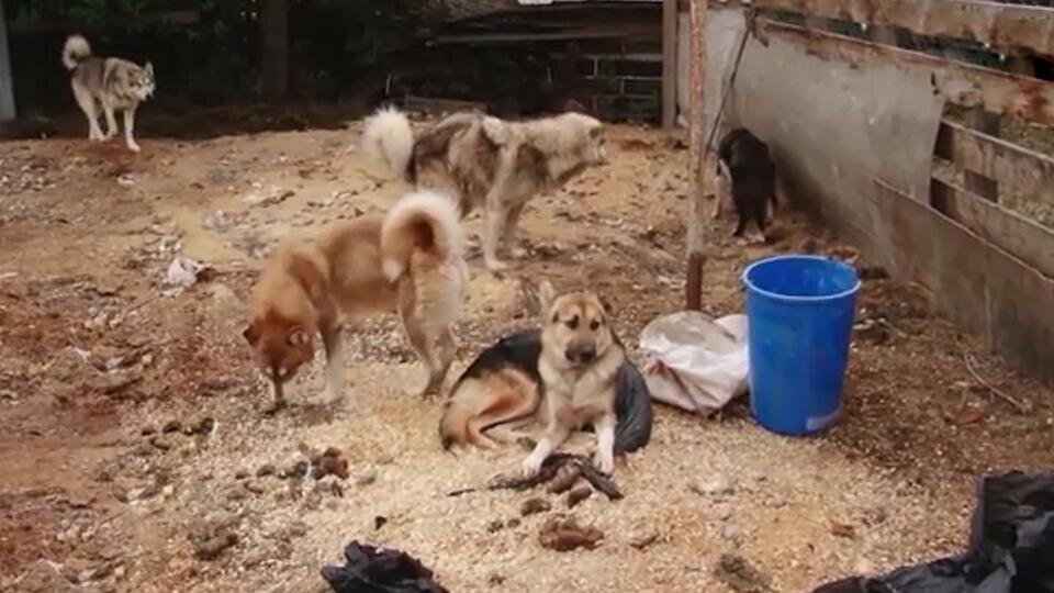     "Здесь просто травят": екатеринбуржцы ополчились на 80 "соседей-псов" Скриншот видео