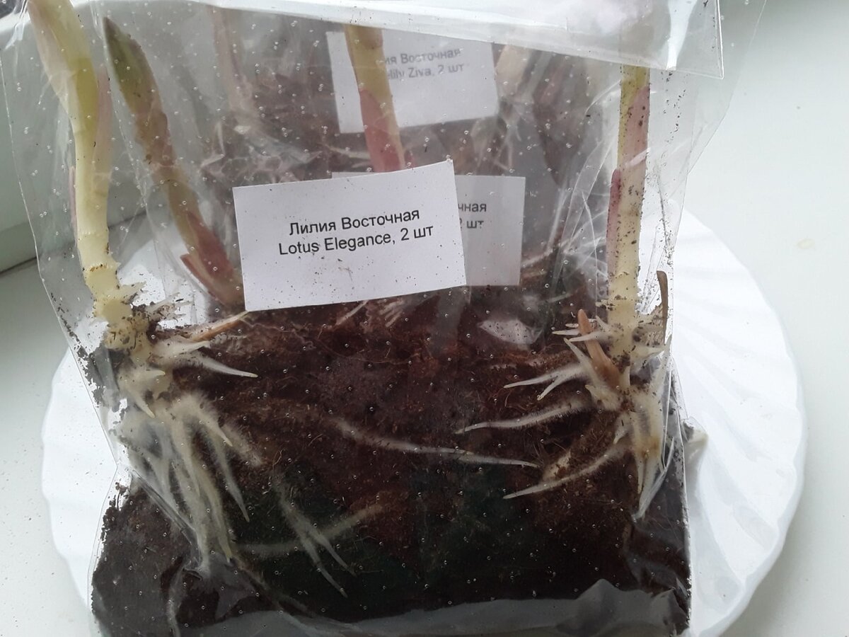 Ростки по 7 см меня больше не пугают, ведь я видала год назад ростки и по 30-40 см