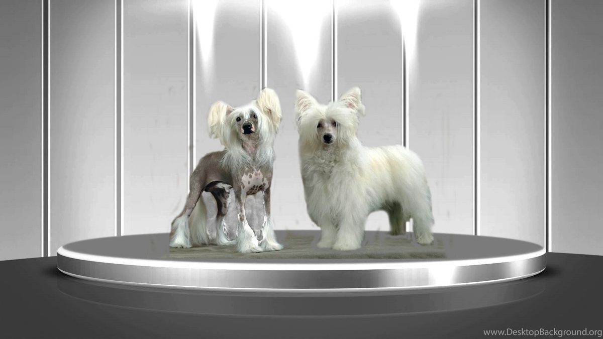 На фото две разновидности одной породы: "голыш" и "пуховка"