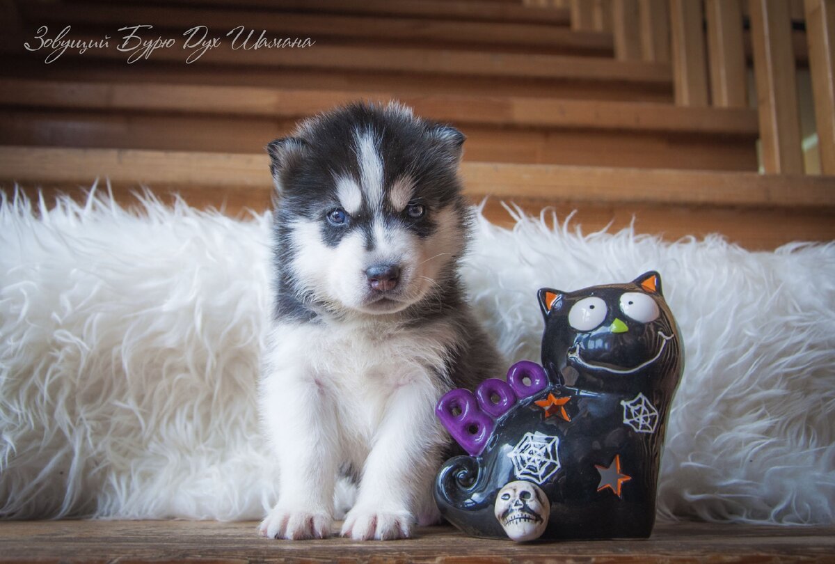 Сын моего кобеля Игоря, Шаман Игоревич