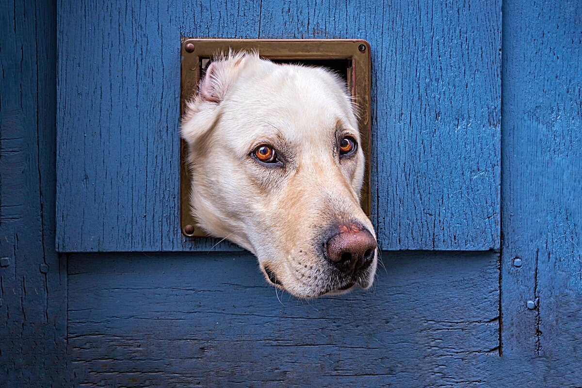 7 поступков хозяина, которые испортят отношения с собакой | Приключения ...