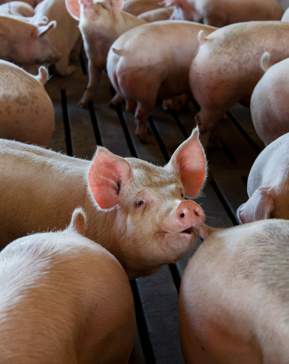 АЧС - угроза для свиноводческих предприятий