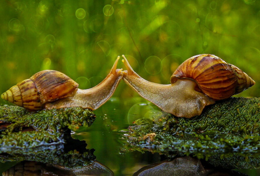 Иллюстрация взята из свободного доступа в Интернете